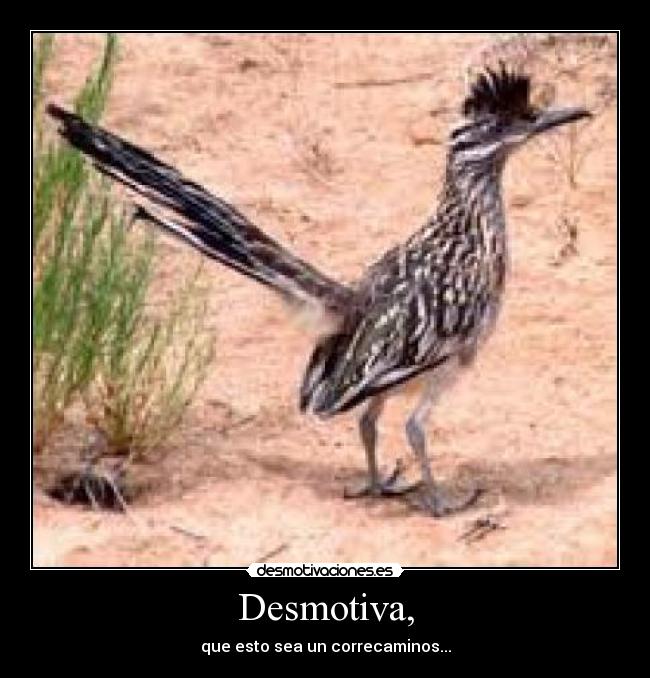 carteles correcaminos coyote pajaro desmotivaciones