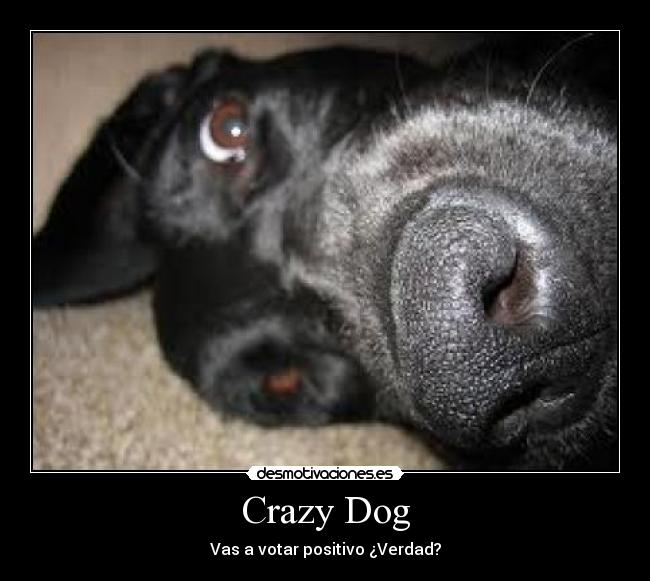 Crazy Dog -