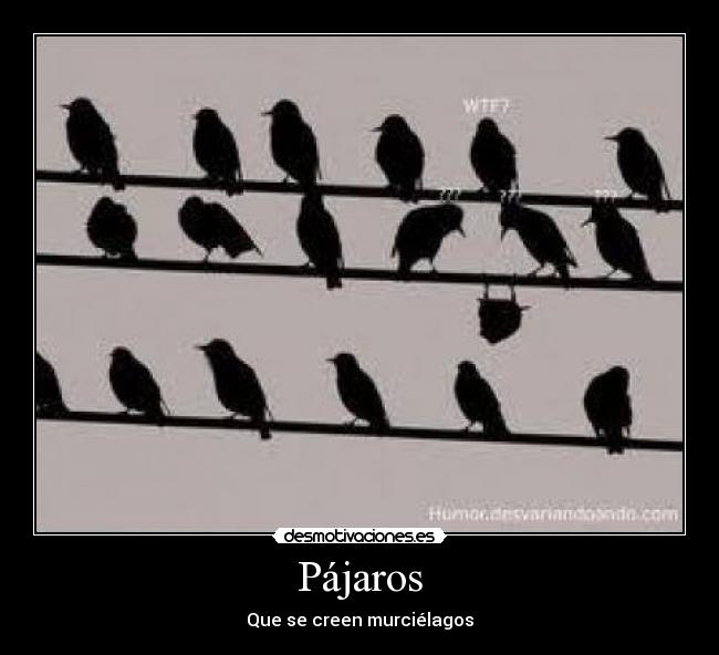 Pájaros - 