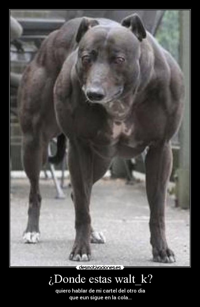 ¿Donde estas walt_k? -