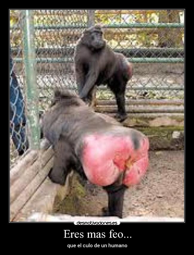 Eres mas feo... - 