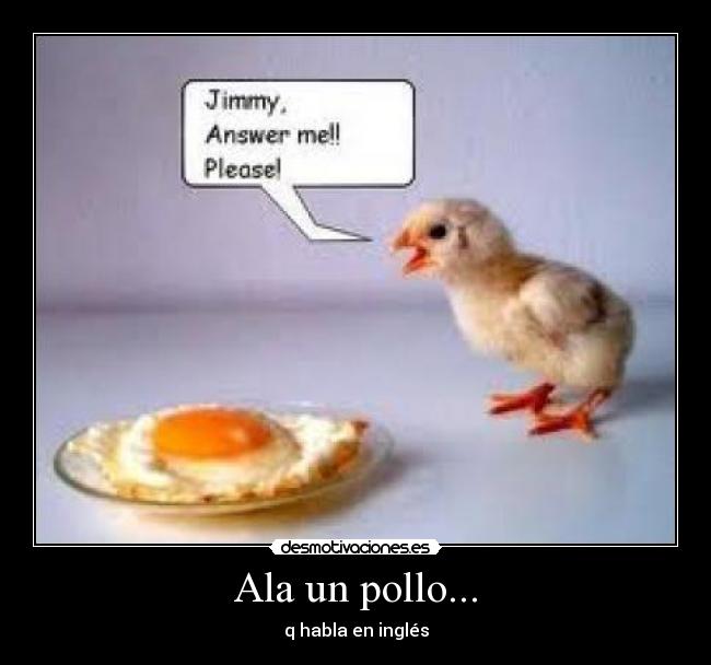 Ala un pollo... -