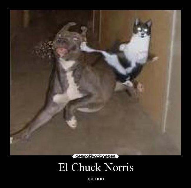 El Chuck Norris - gatuno