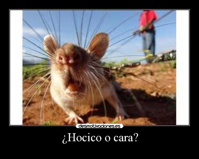 ¿Hocico o cara? -