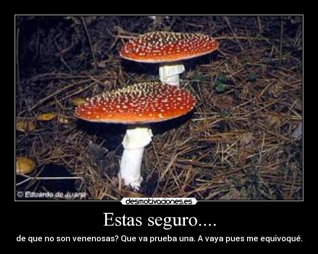 Estas seguro.... - de que no son venenosas? Que va prueba una. A vaya pues me equivoqué.