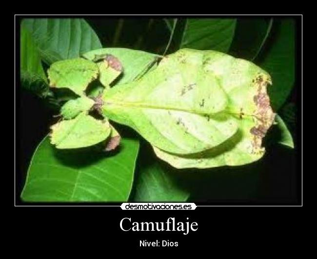 Camuflaje -