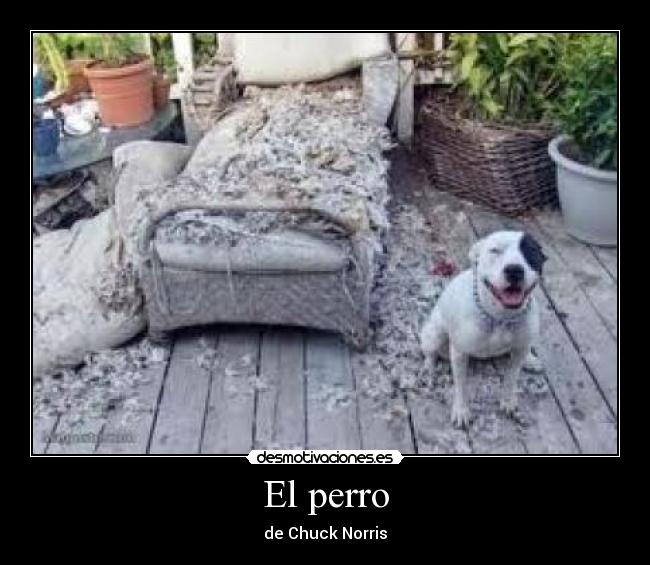 El perro -