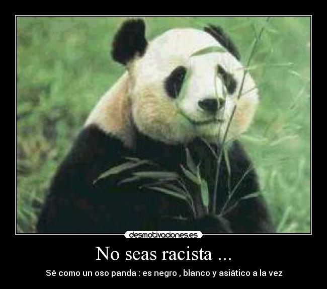 No seas racista ... - Sé como un oso panda : es negro , blanco y asiático a la vez