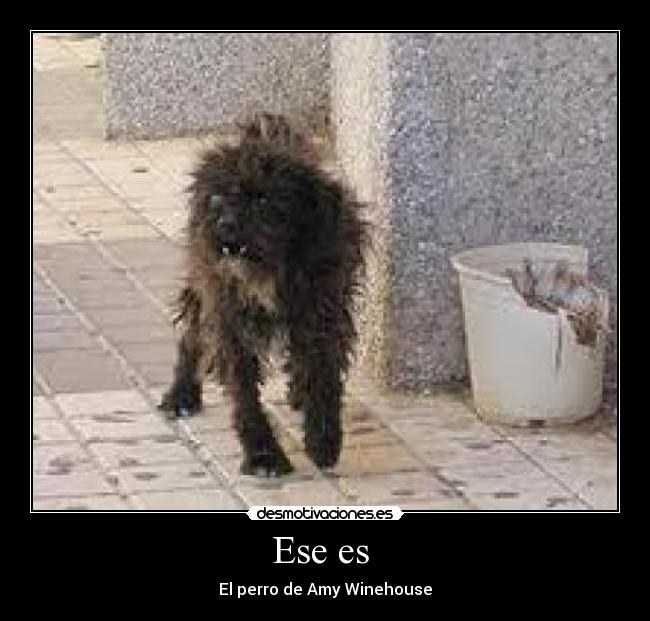 Ese es  - El perro de Amy Winehouse