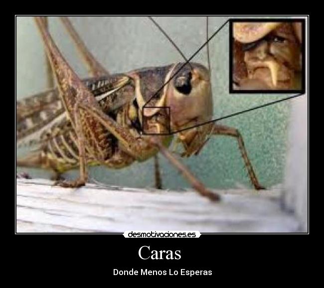 Caras  - 