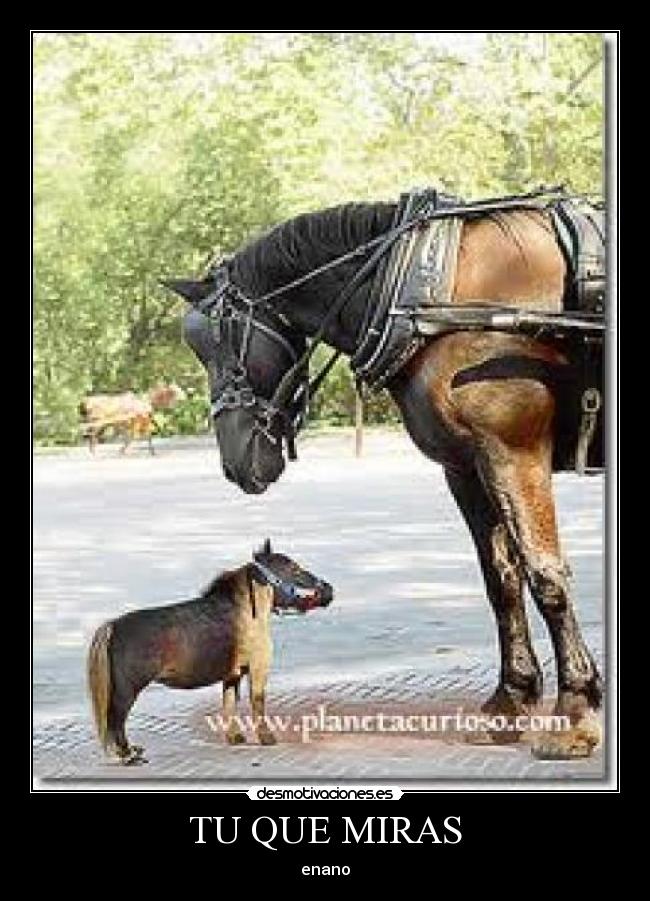 TU QUE MIRAS - enano