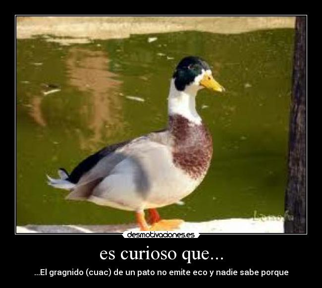 es curioso que... - 