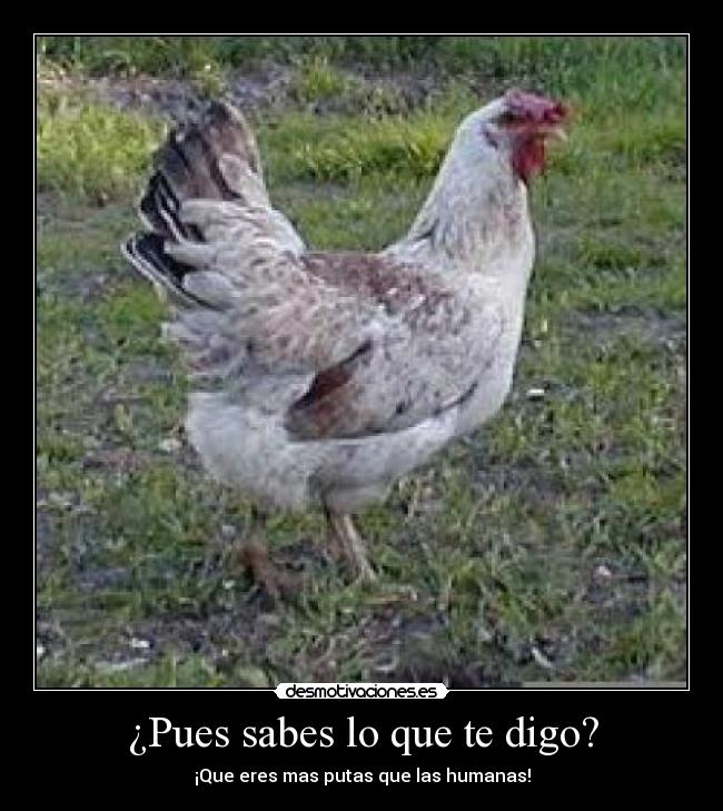 carteles gallinas desmotivaciones