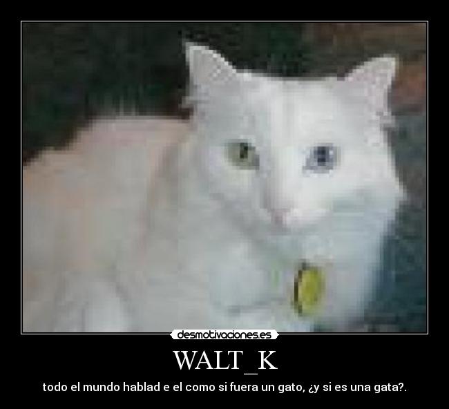 WALT_K -
