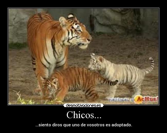 carteles tigres desmotivaciones