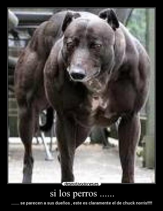 si los perros ...... - ........ se parecen a sus dueños , este es claramente el de chuck norris!!!!!