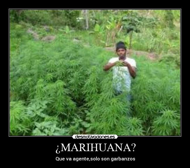 ¿MARIHUANA? - 