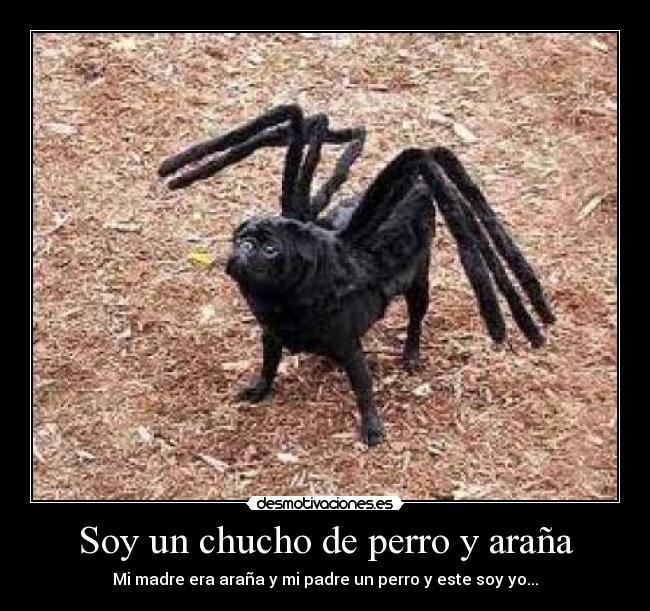 Soy un chucho de perro y araña - 