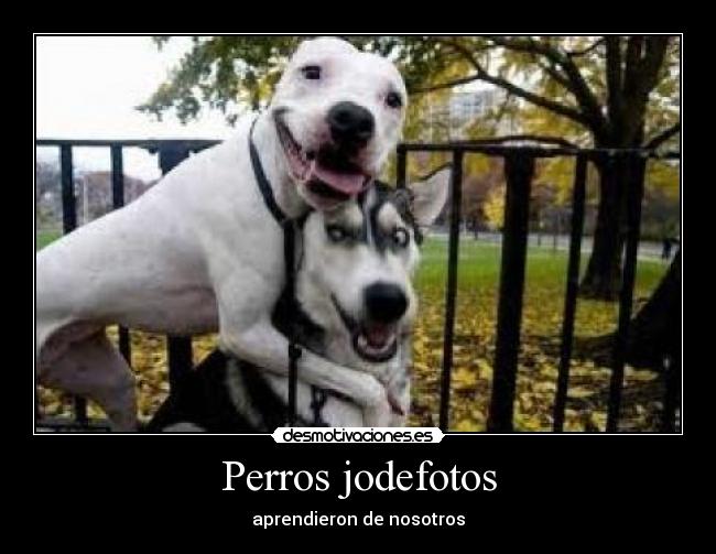 Perros jodefotos -
