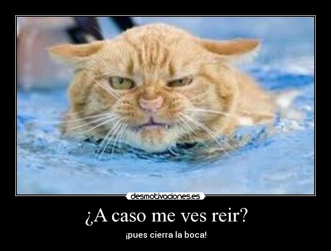 carteles animales desmotivaciones