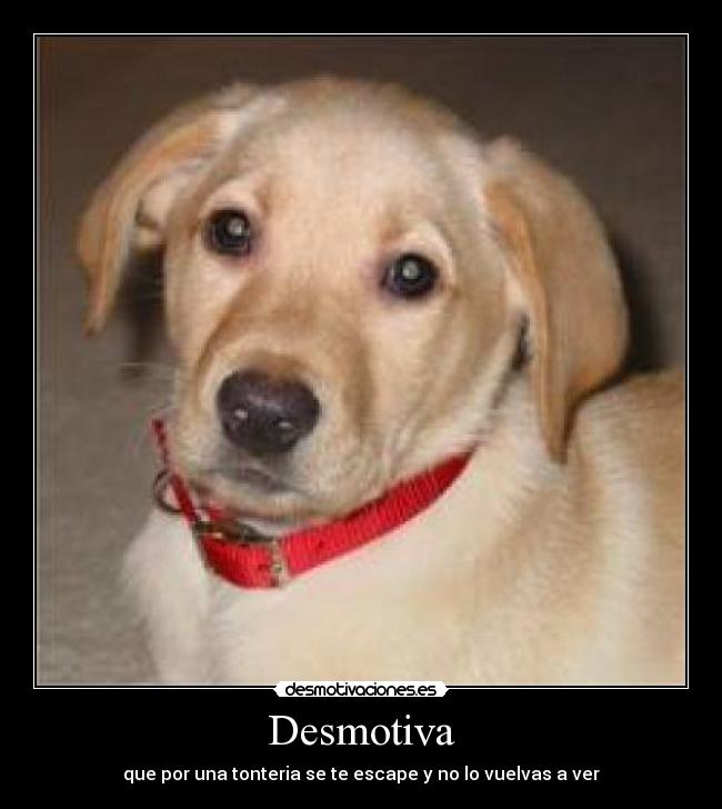 Desmotiva - que por una tonteria se te escape y no lo vuelvas a ver