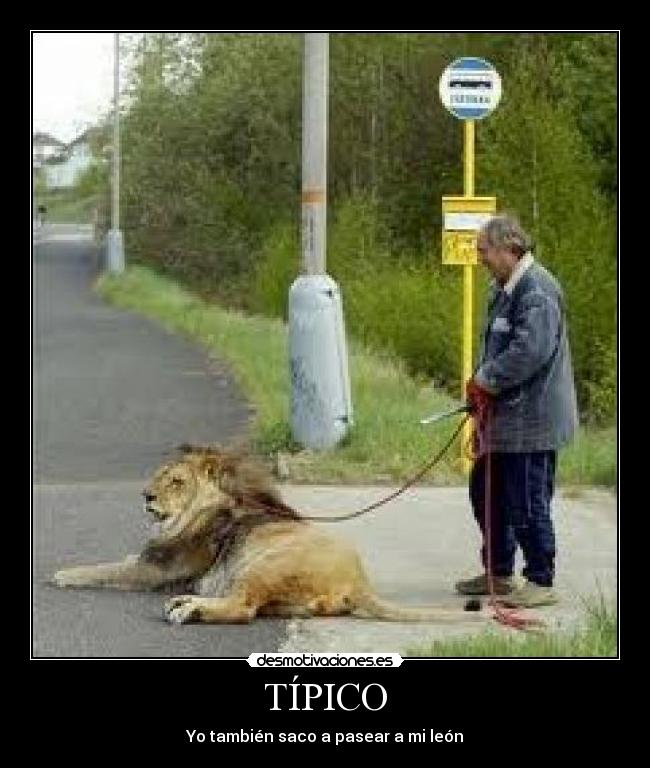 TÍPICO - Yo también saco a pasear a mi león