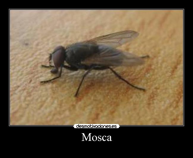 Mosca - 