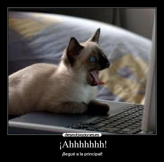 carteles gatos ordenador principal desmotivaciones