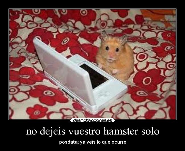 no dejeis vuestro hamster solo - 