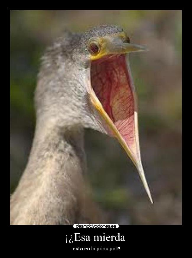 ¡¿Esa mierda  - 