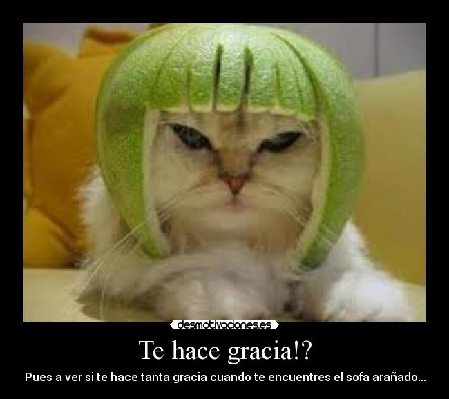 Te hace gracia!? - Pues a ver si te hace tanta gracia cuando te encuentres el sofa arañado...