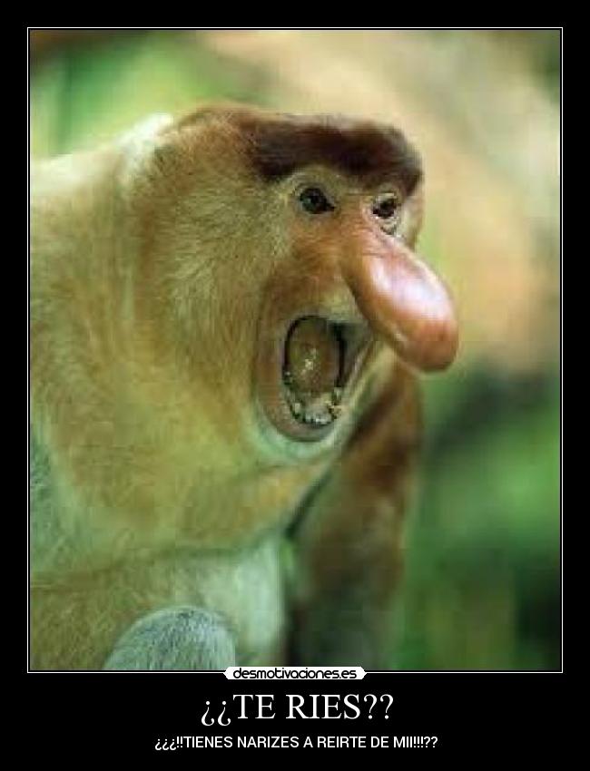¿¿TE RIES?? -