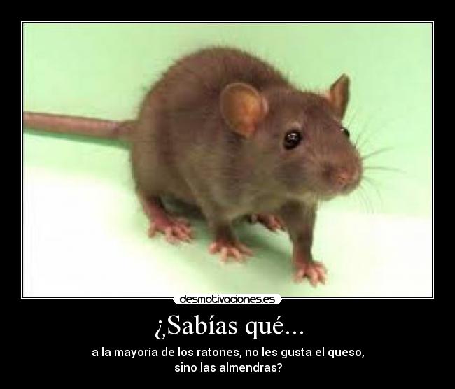 ¿Sabías qué... - a la mayoría de los ratones, no les gusta el queso,
sino las almendras?