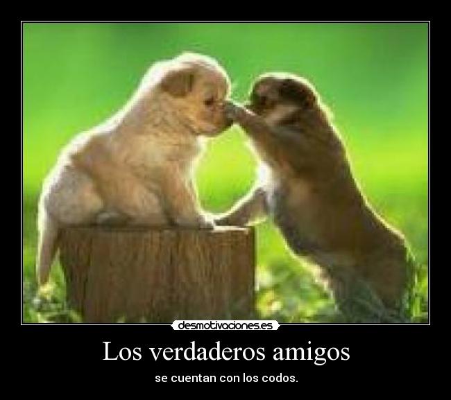 Los verdaderos amigos - 