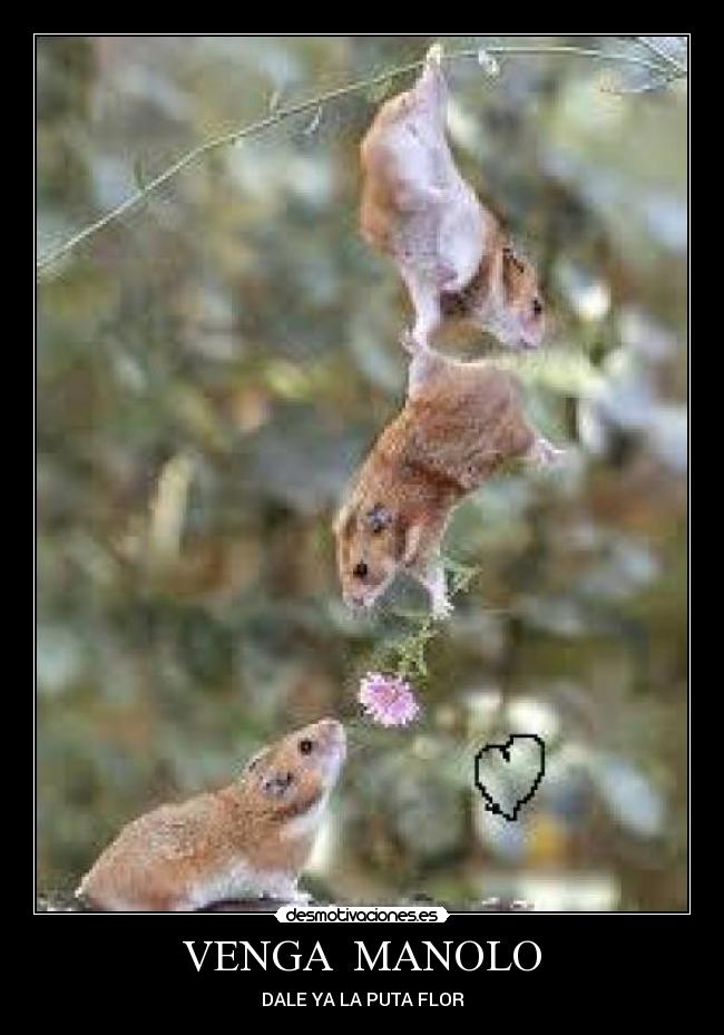 VENGA MANOLO - DALE YA LA PUTA FLOR