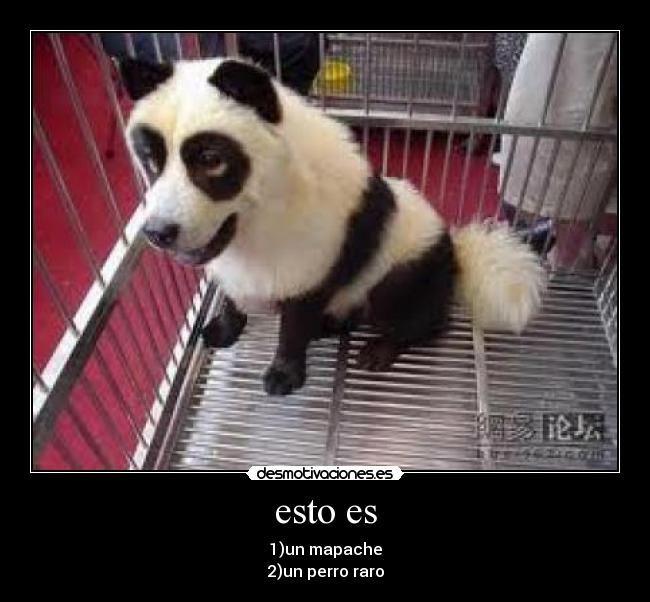 esto es - 1)un mapache
2)un perro raro