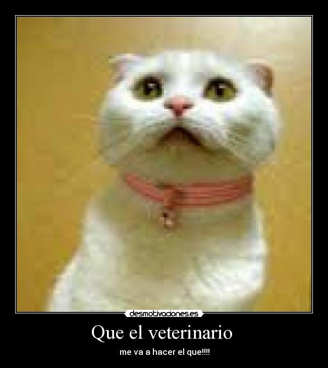 Que el veterinario -