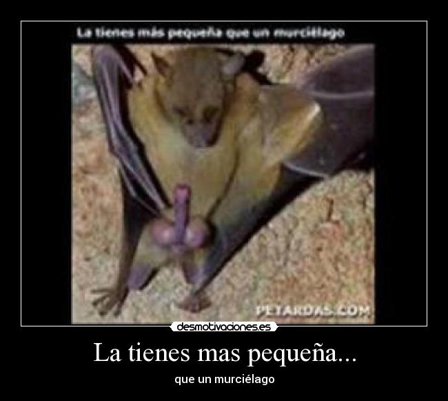 La tienes mas pequeña... - que un murciélago