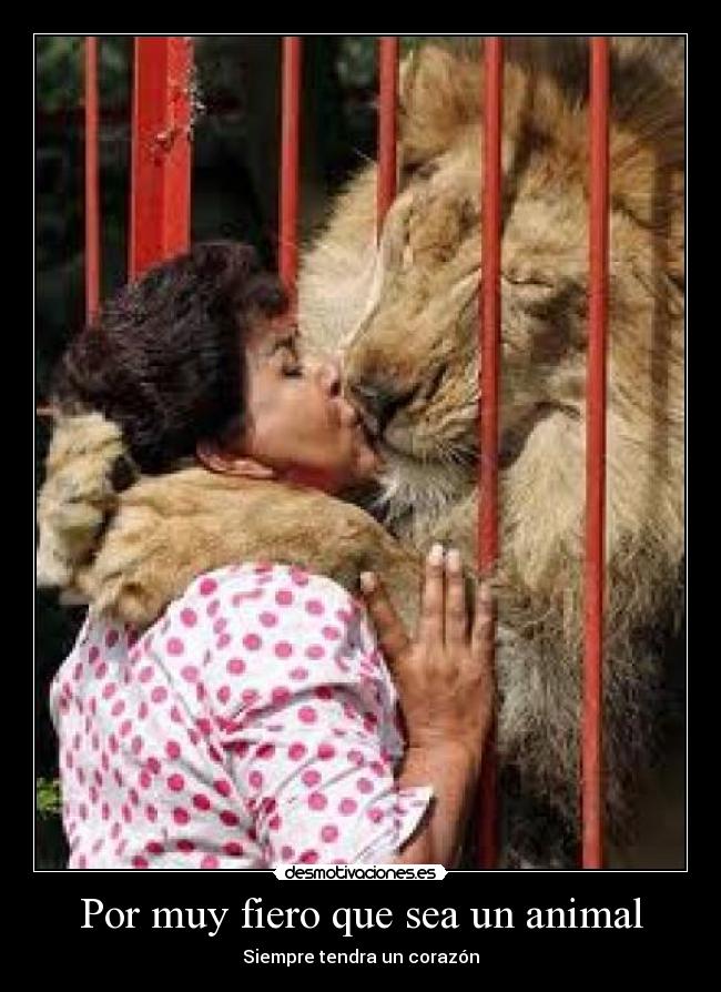 Por muy fiero que sea un animal - Siempre tendra un corazón