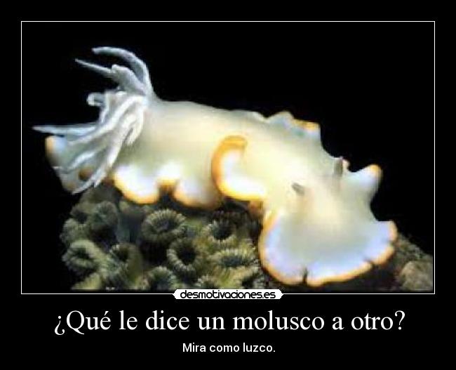¿Qué le dice un molusco a otro? -