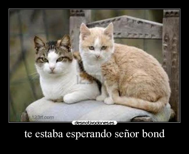 te estaba esperando señor bond - 