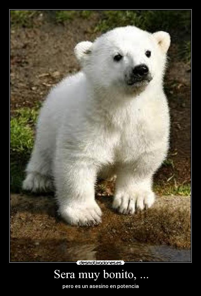 Sera muy bonito, ... - pero es un asesino en potencia