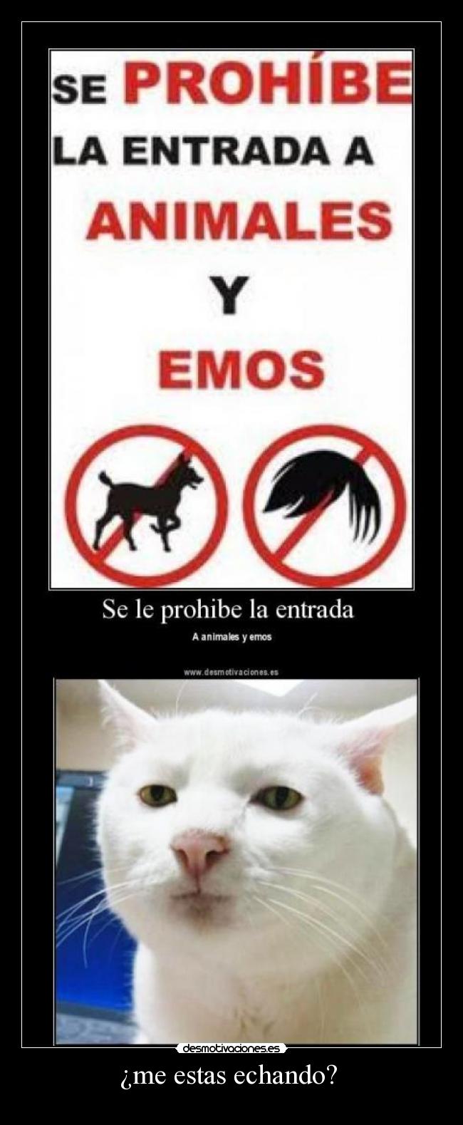 ¿me estas echando? -