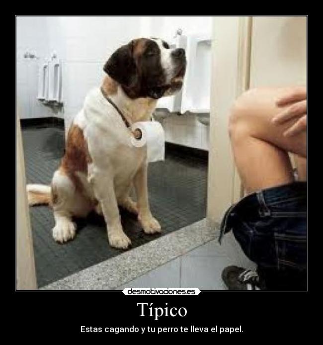 Típico - Estas cagando y tu perro te lleva el papel.