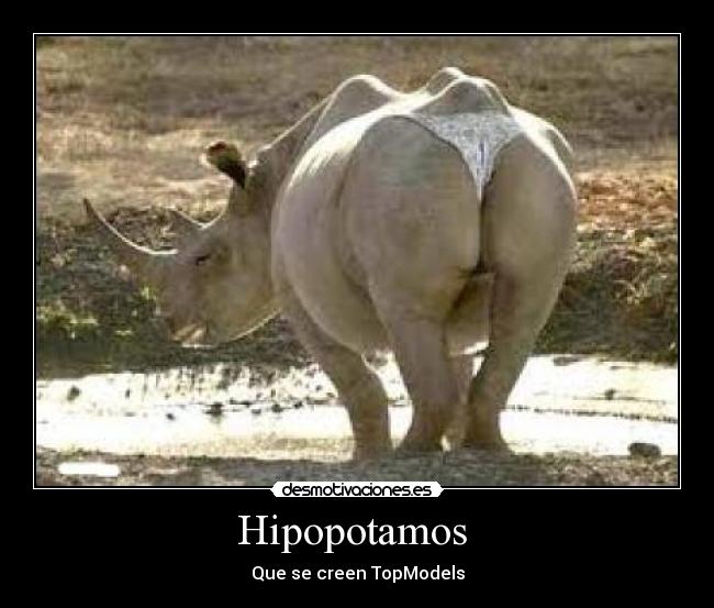 Hipopotamos - Que se creen TopModels