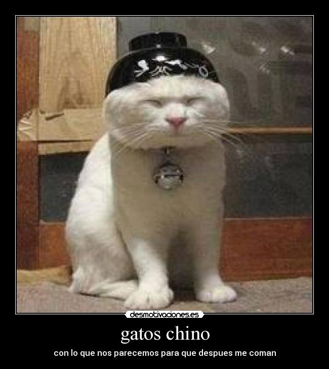gatos chino -