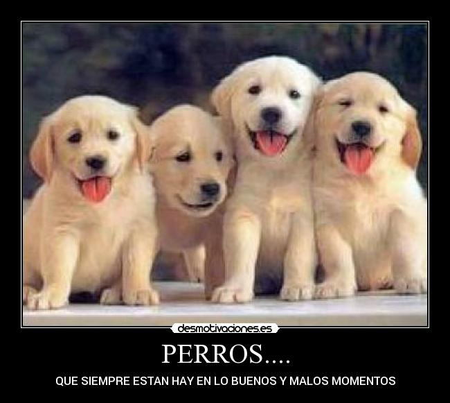 PERROS.... -