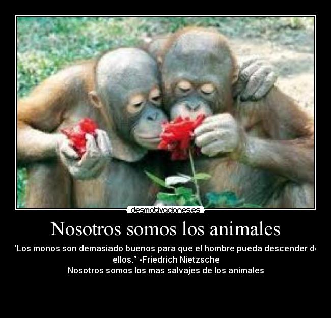 Nosotros somos los animales - 