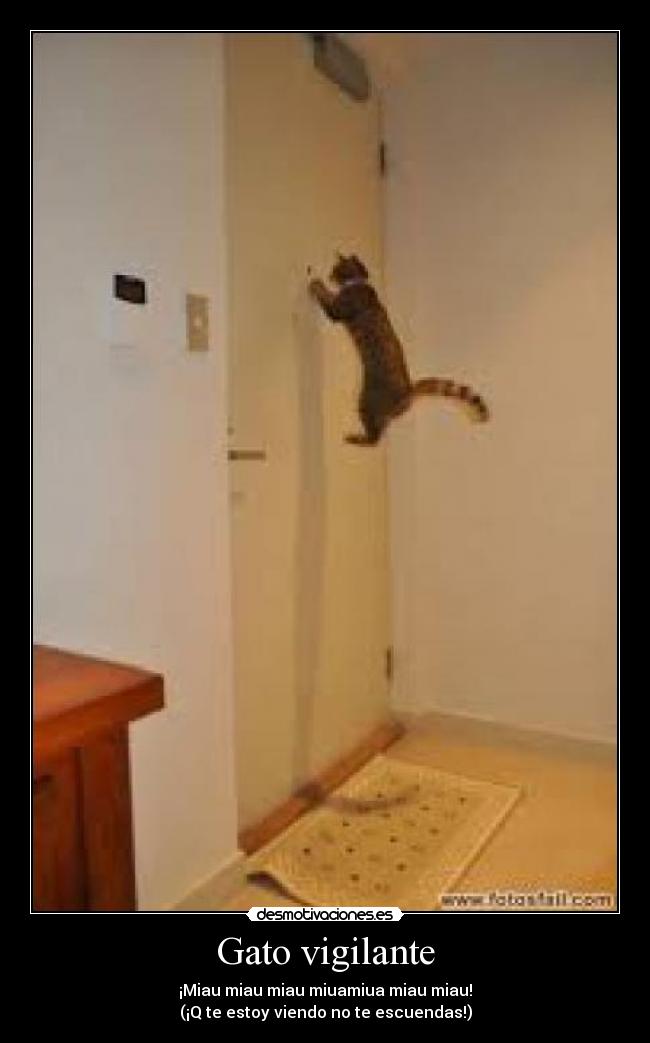 Gato vigilante - 