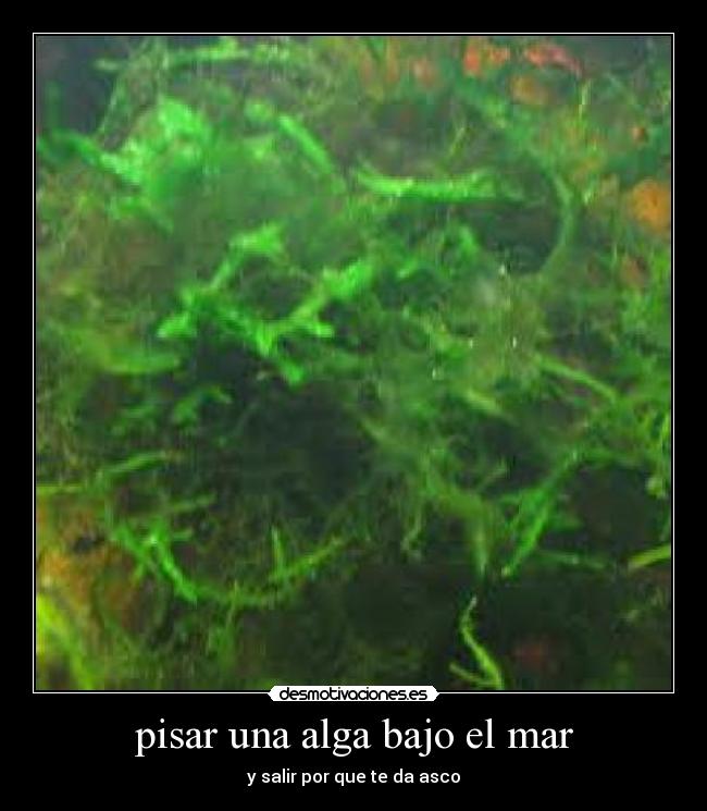 pisar una alga bajo el mar - y salir por que te da asco